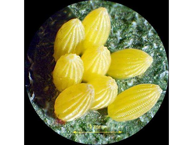 Trinocular Stereo Zoom Microscope, 3.5X-90X Magnification H675