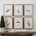 Green Floral Botanical Study Prints S/6 U319